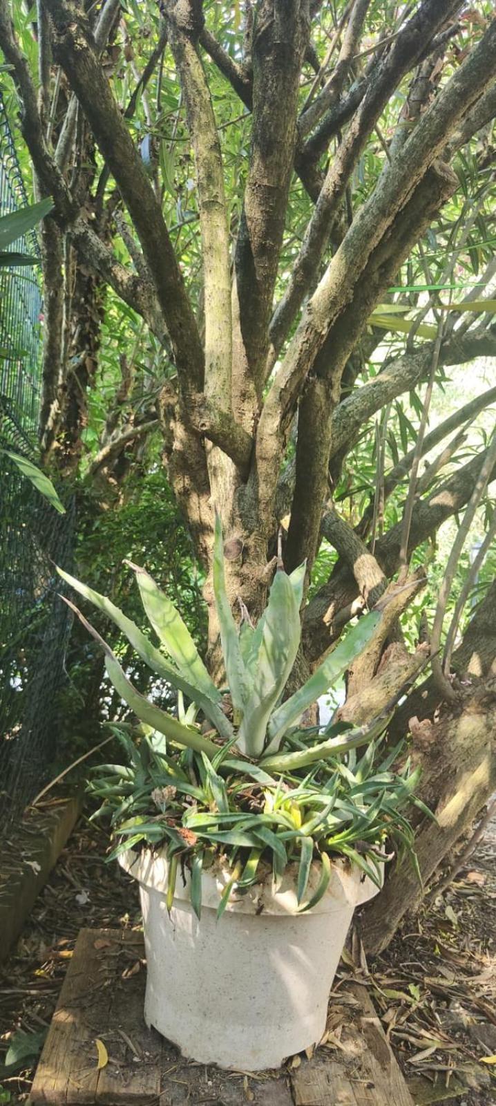 Villaluigia - Oasi Le Palme Appartamento Padova