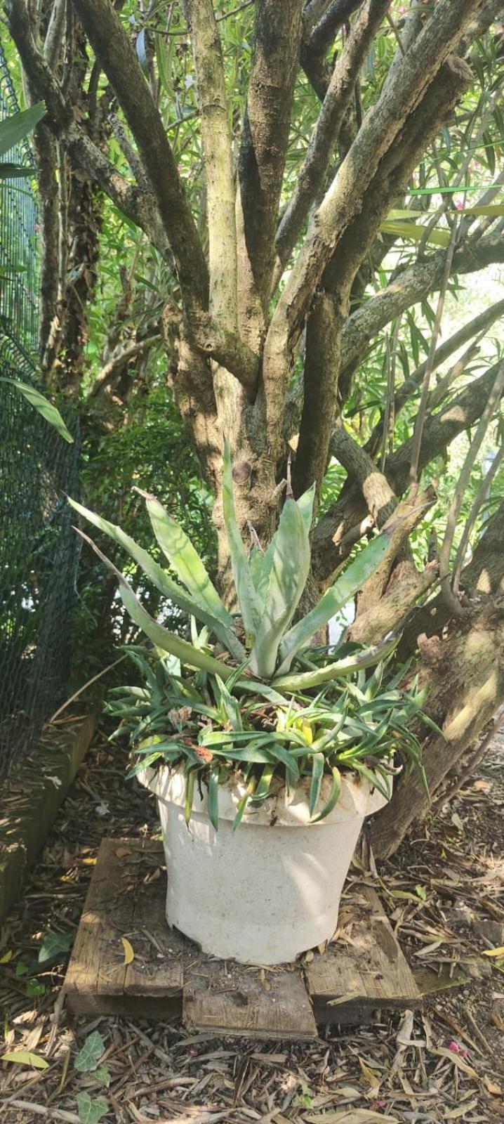 Villaluigia - Oasi Le Palme
